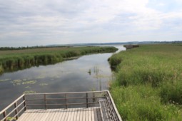 Federsee