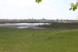 Neusiedler See