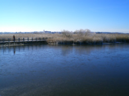 Federsee