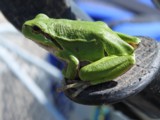 Laubfrosch
