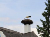 Storch