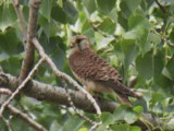 Turmfalke