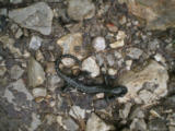 Alpensalamander