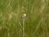 Braunkehlchen