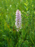 Geflecktes Knabenkraut
