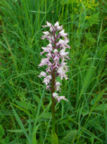 Helmknabenkraut