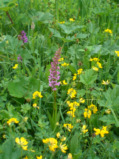 M&uuml;ckenh&auml;ndelwurz