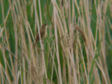 Teichrohrsänger