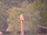 Turmfalke