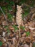 Vogelnestwurz