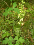 Waldhyazinthe