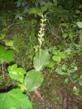 Zweiblatt