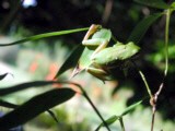 Laubfrosch