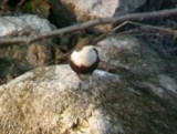 Wasseramsel